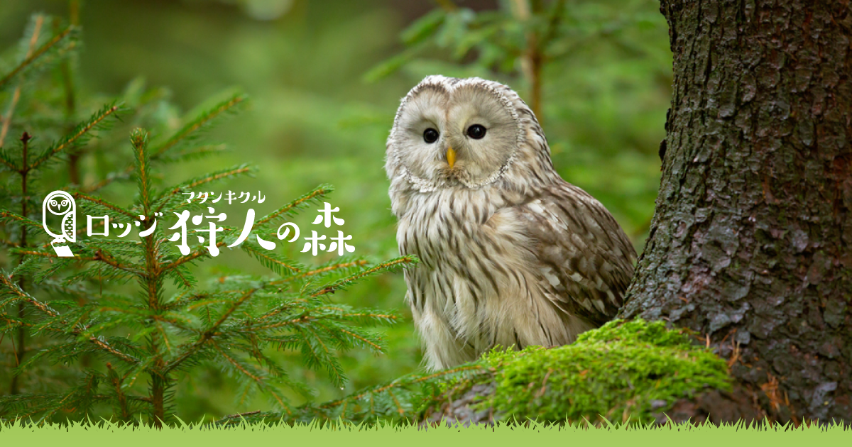 ロッジ「狩人の森」 | 北海道標津郡中標津町